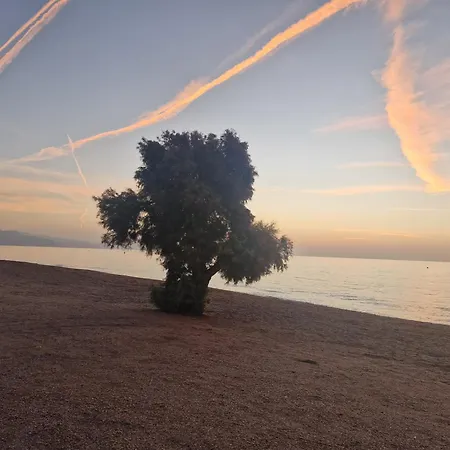 Taray Roquetas de Mar